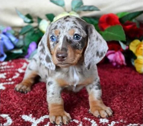 Miniature dapple dachshund for sale - Creekside Doxies. Chillicothe, OH 45601, US. (740) 542-1652 or at creeksidedoxies@yahoo.com. Drop us a line! Breeder of AKC Miniature Dachshunds. Breeding for quality not quantity, temperament, conformation, health and the love of the breed. Puppies are Home raised. 